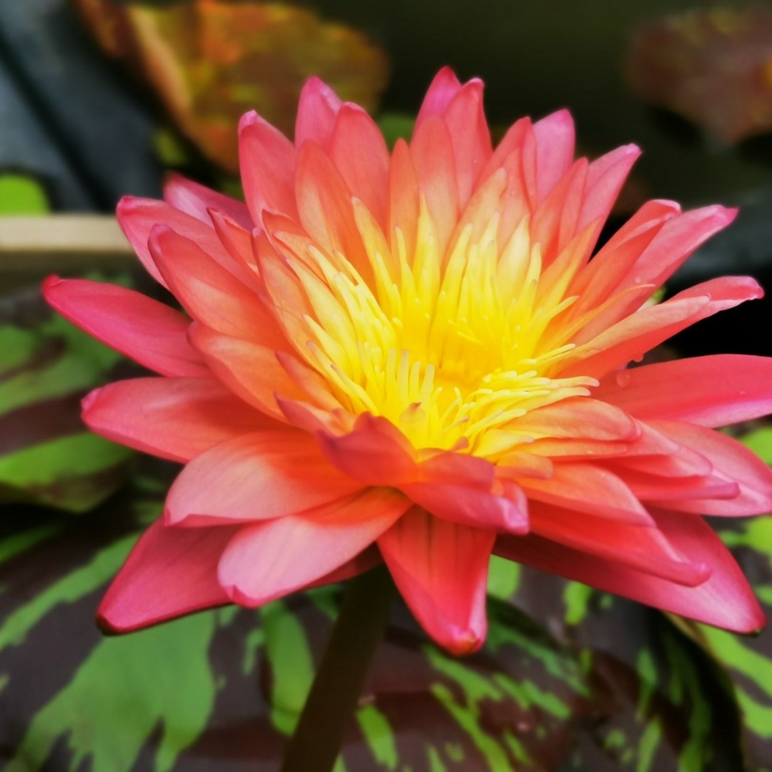 Sanamchai Tropical Waterlily