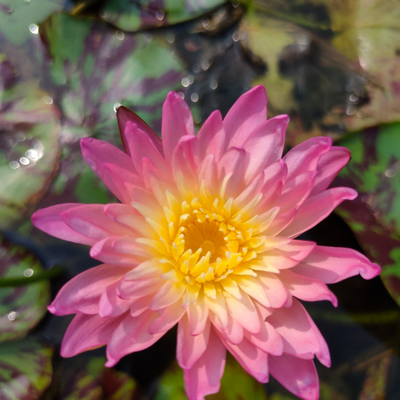 Sanamchai Tropical Waterlily