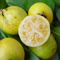 Yellow Strawberry Guava Grafted Tree