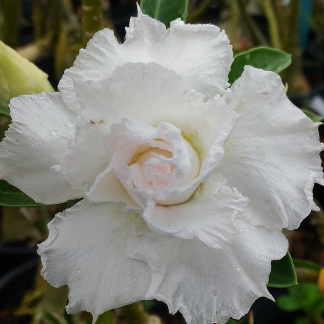 Adenium Rosy - Snow White Bare Rooted Plant (Grafted)