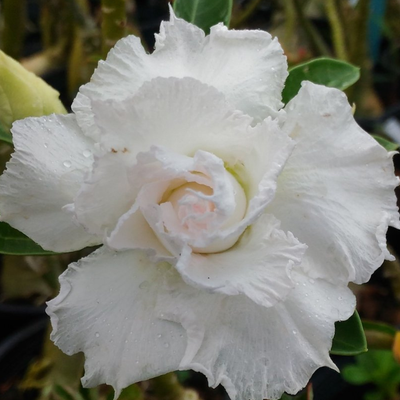 Adenium Rosy - Snow White Bare Rooted Plant (Grafted)