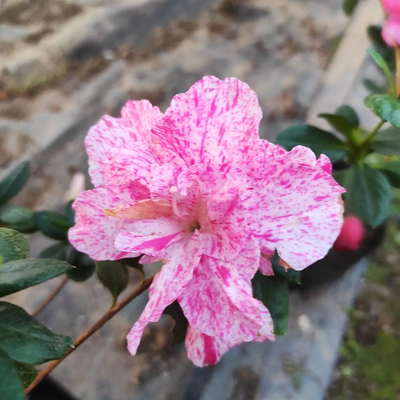 Azalea Belgian Stripe (Double Flower) Plant