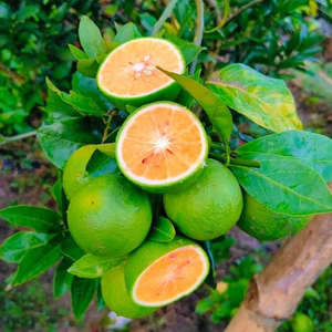 Vietnam Malta Grafted Tree