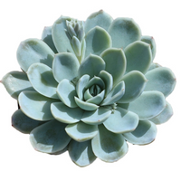 Echeveria Arctic Ice Hybrid (Bare Rooted)