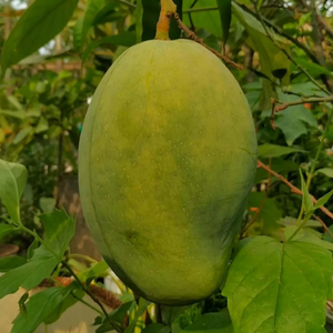 4 kg Mango Grafted Tree