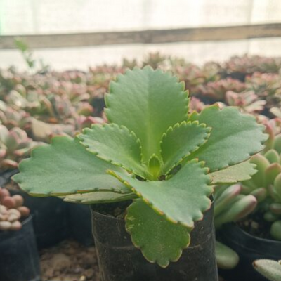Mother of Thousands (Bare Rooted)