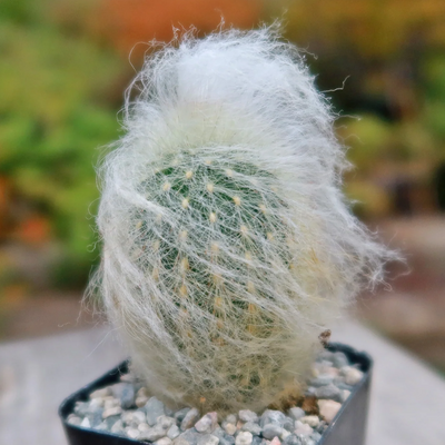 Peruvian Old Man Cactus (Bare Rooted)