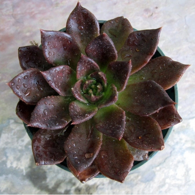 Echeveria Black Prince - Vishnu Kamal (Bare Rooted)
