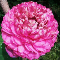 Lakshmi Lotus Tuber