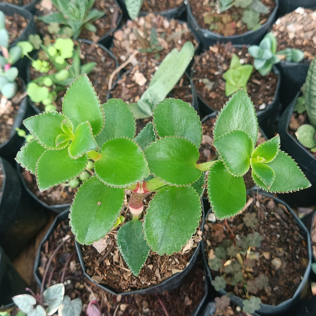 Crassula Sarmentosa Non-Variegated (Bare Rooted)