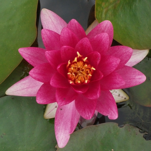 Conqueror Hardy Waterlily