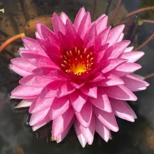 Mahasambot Tropical Hardy Waterlily