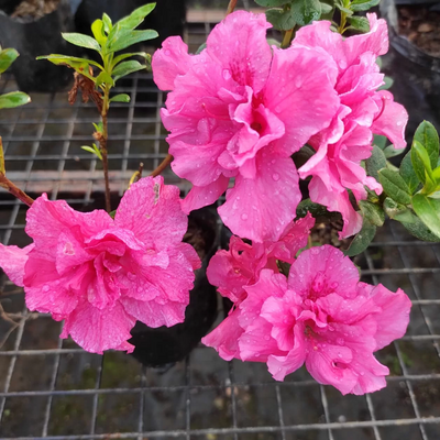 Azalea Belgian Pink (Double Flower) Plant