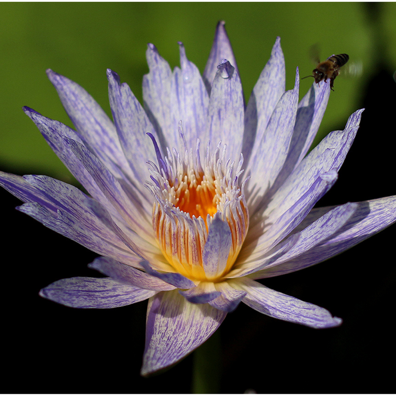 Purple Suwanna Tropical Waterlily