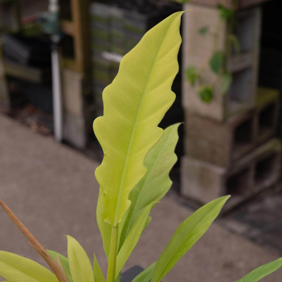 Philodendron Golden Saw Crocodile