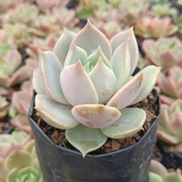 Echeveria Madiba X Lola (Bare Rooted)