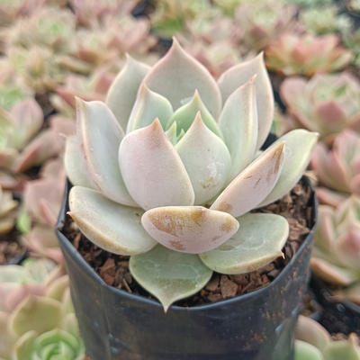 Echeveria Madiba X Lola (Bare Rooted)