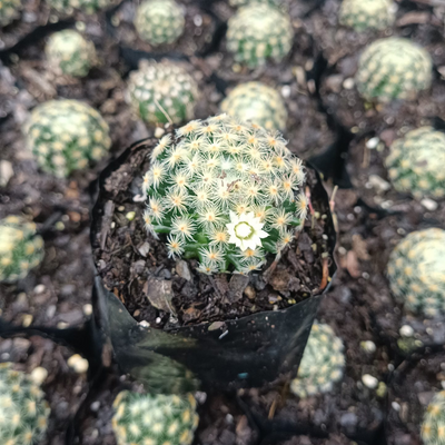 Mammillaria Roemeri Cactus (Bare Rooted)