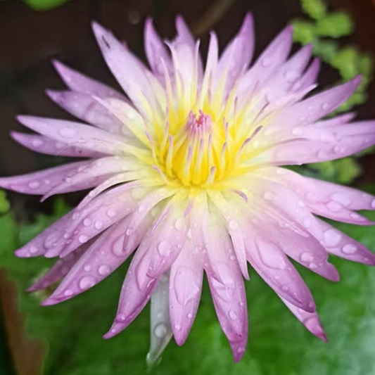 Arunwaree Tropical Waterlily