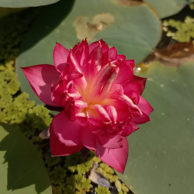 Red Ribbon Lotus Tuber