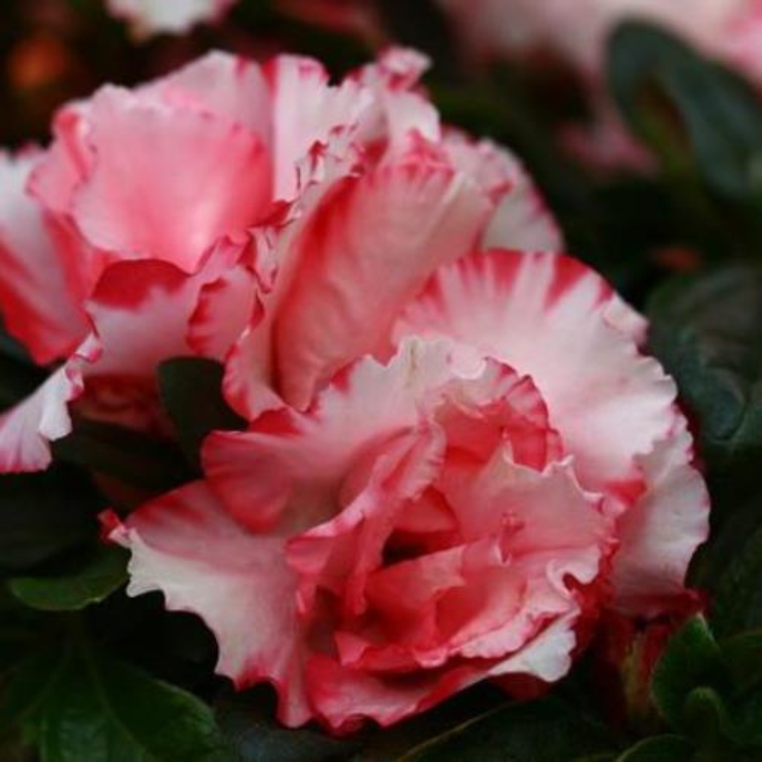 Azalea Leopold Astrid (Double Flower) Plant