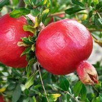 Sinduri Anar Grafted Tree