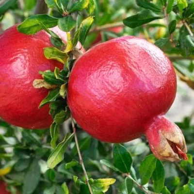 Sinduri Anar Grafted Tree