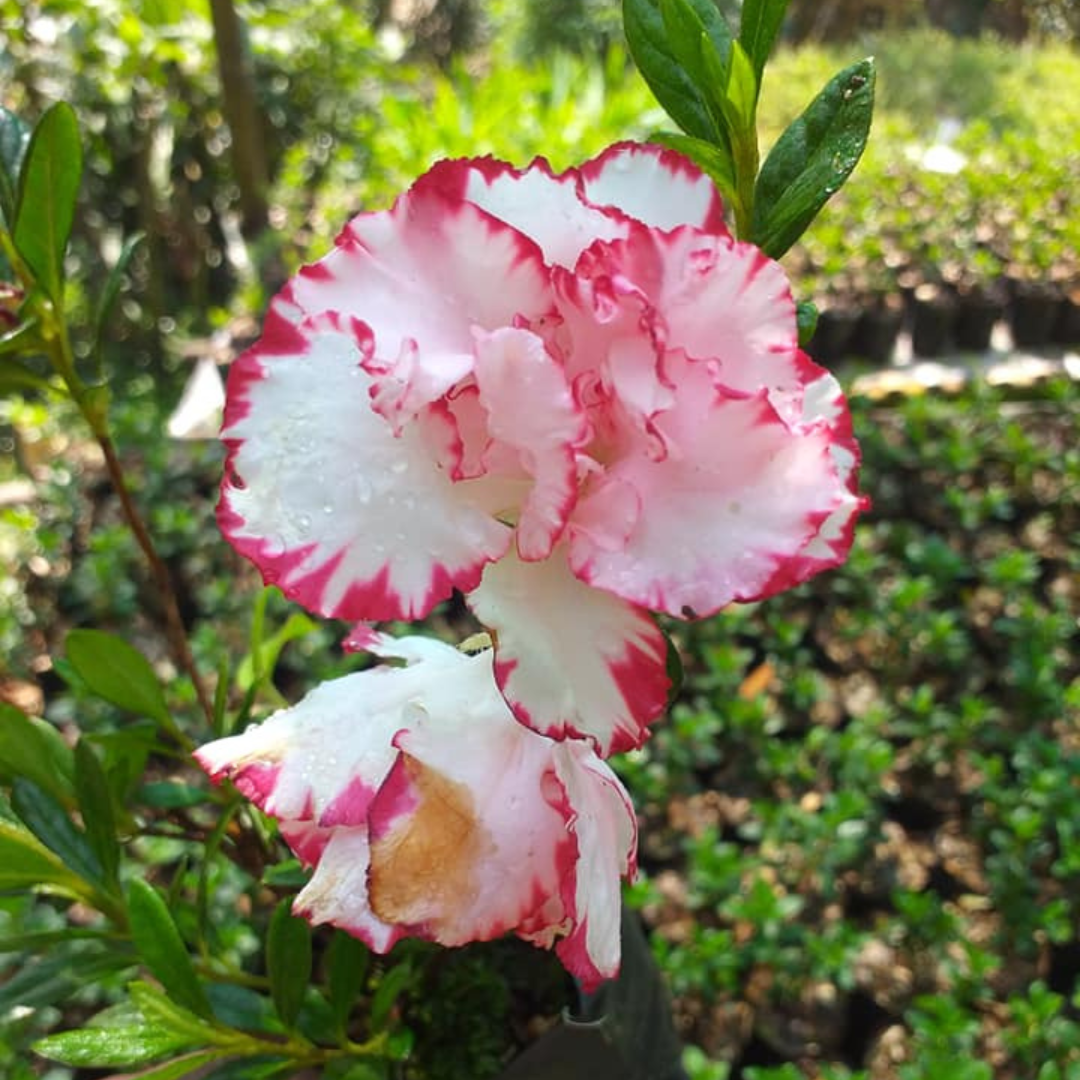 Azalea Albert Elizabeth