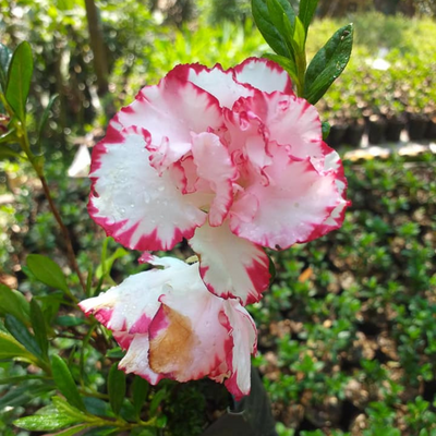 Azalea Albert Elizabeth