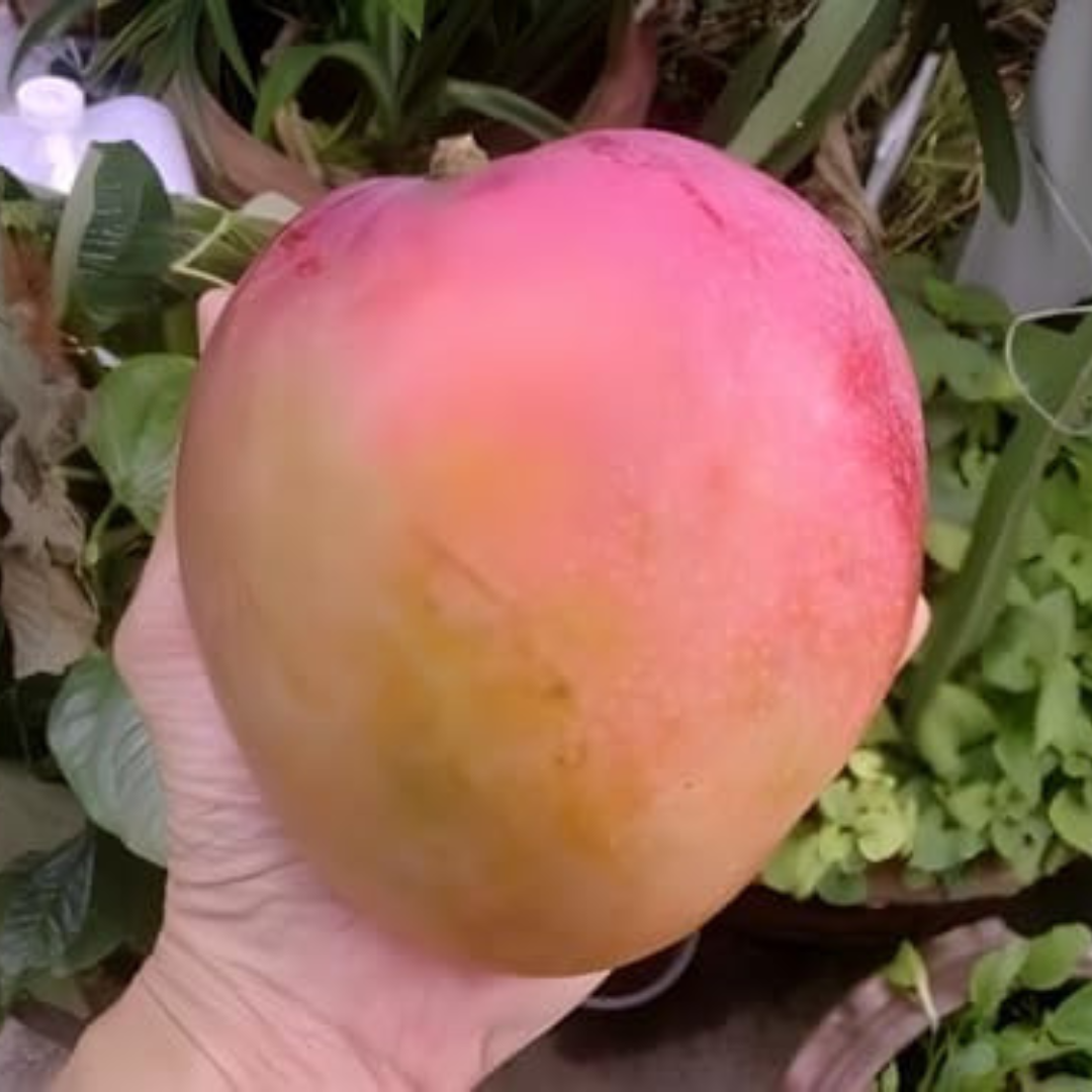 Jambura Mango Grafted Tree