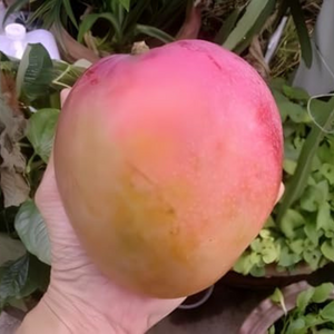 Jambura Mango Grafted Tree