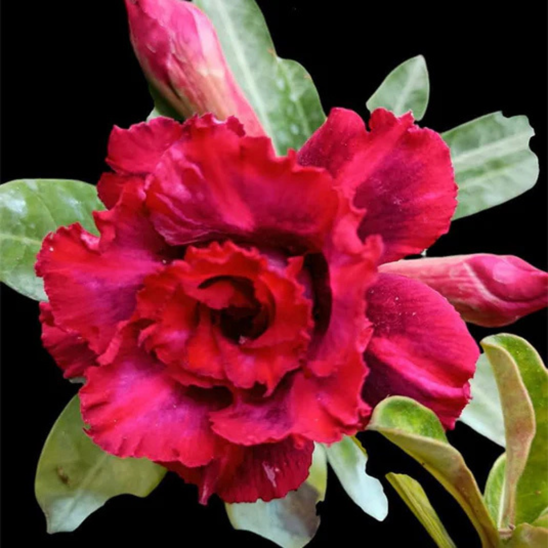 Adenium Rosy - Purple Jelly Bare Rooted Plant (Grafted)
