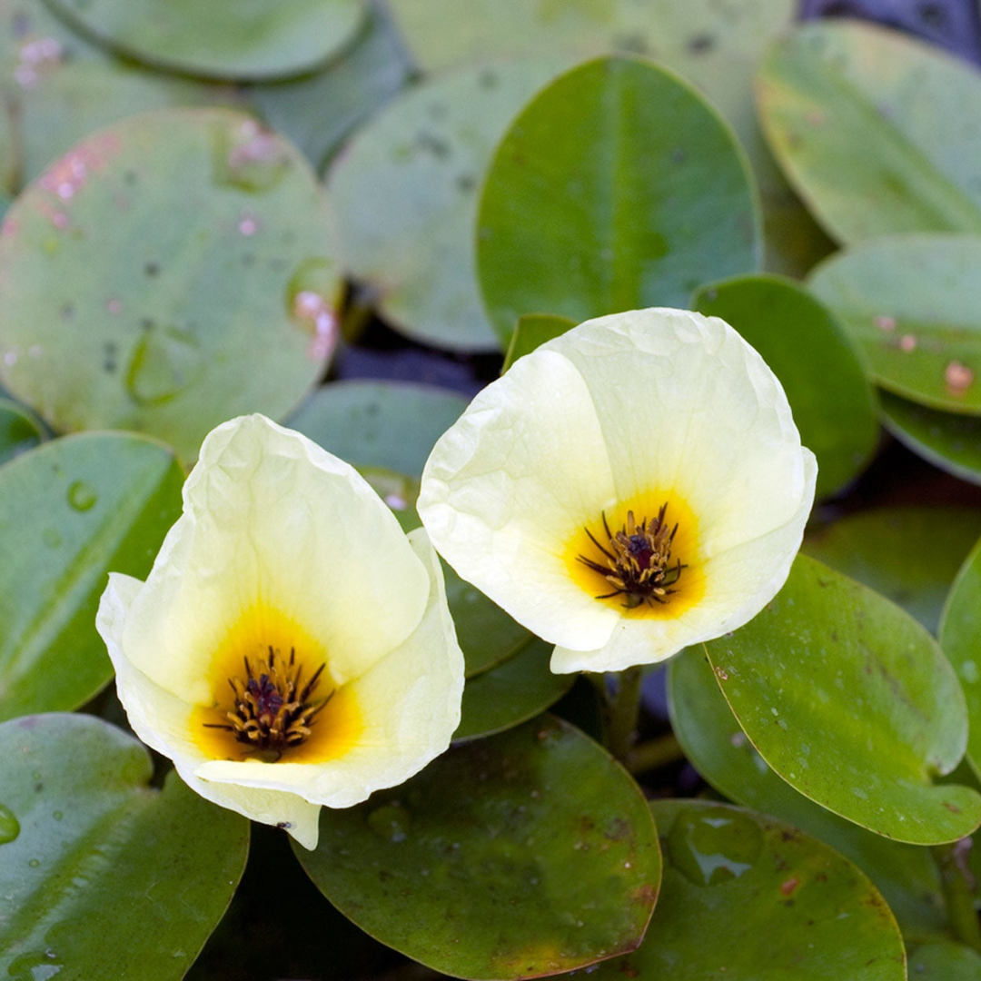 Water Poppy