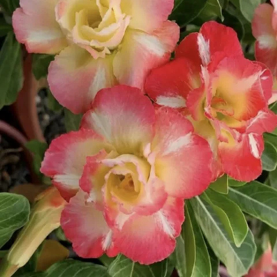 Adenium Rosy - Pink Yellow Camilon Bare Rooted Plant (Grafted)