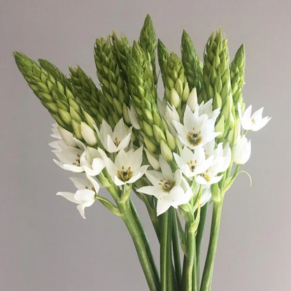 Ornithogalum Chincherinchee Bulbs – White Color