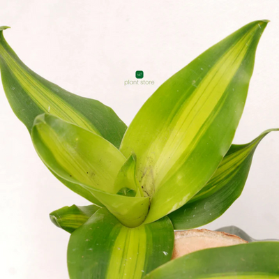 Brazilian Wood Plant - Imported (Bloomed)