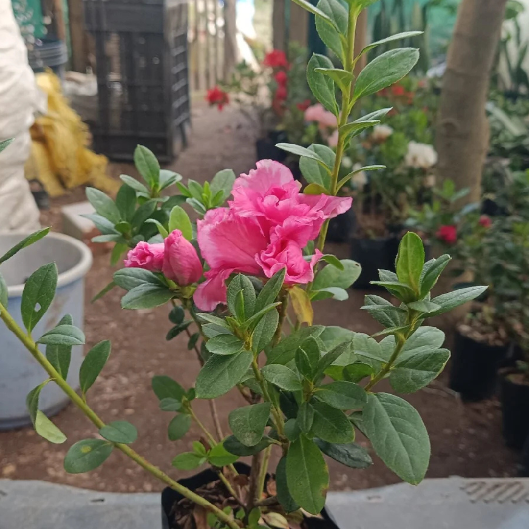Azalea Hot Pink