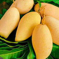 Nam Doc Mai Mango Grafted Tree