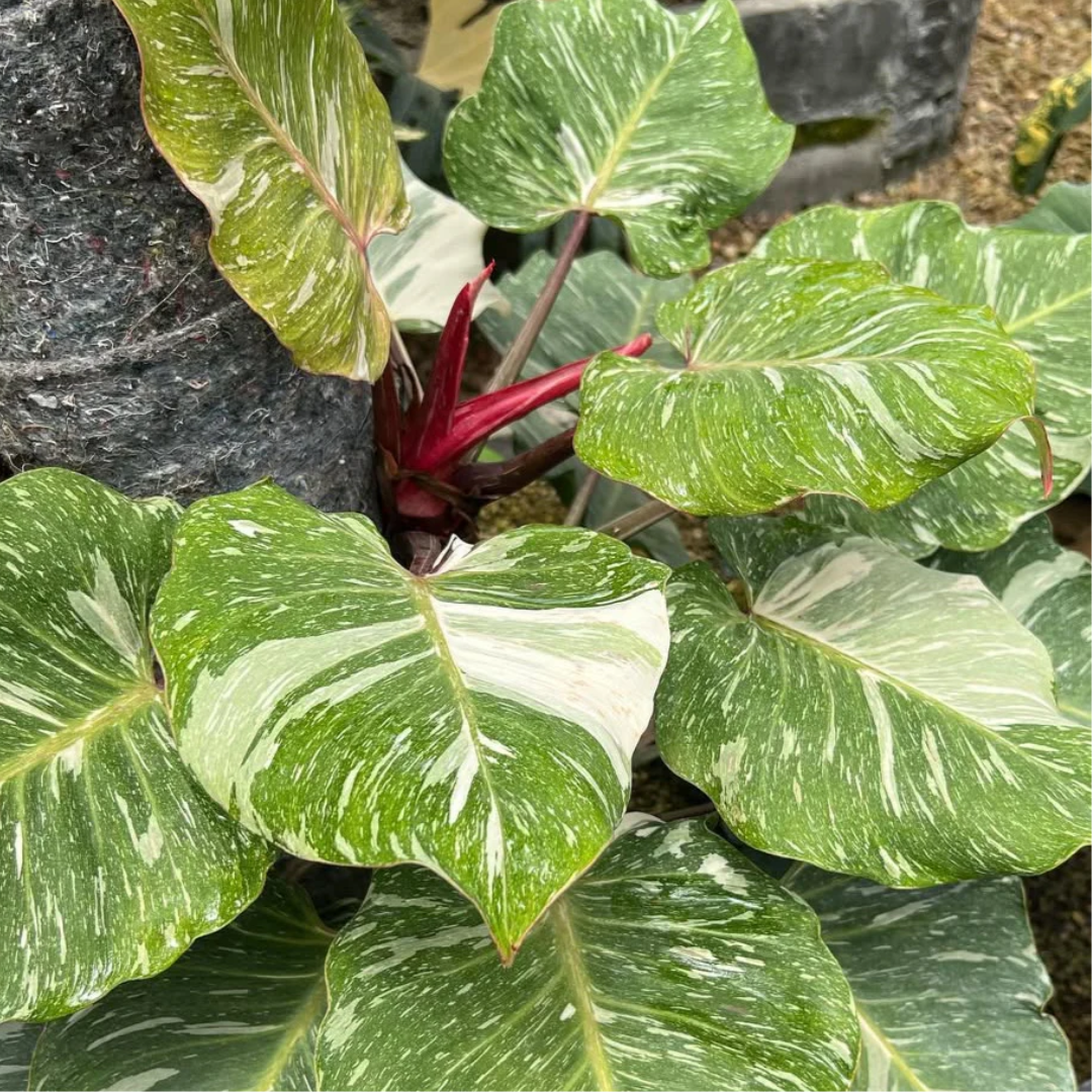 Philodendron White Knight Marble