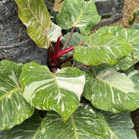 Philodendron White Knight Marble
