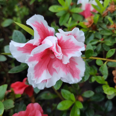 Azalea California Doll Variegated Plant