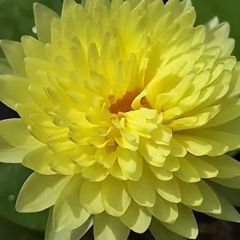 Sasimonthon Tropical Waterlily