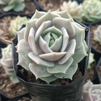 Echeveria Lola (Bare Roooted)