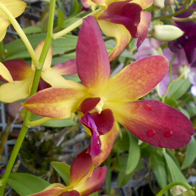 Dendrobium Give By God (Blooming Size)