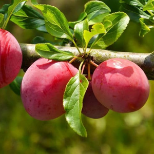 Aloo Bukhara Grafted Tree