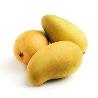 Dasheri Mango Grafted Tree