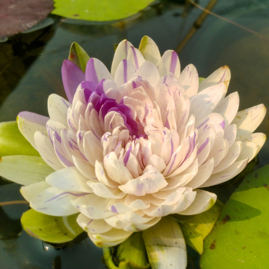 Jongane Tropical Waterlily