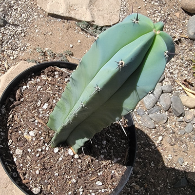 Myrtillocactus Geometrizans (Blue Candle Cactus) Small