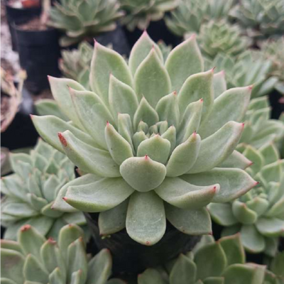 Echeveria Pansy Hybrid