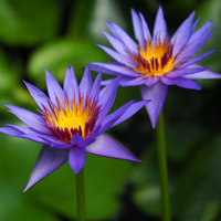 Rhondakey Tropical Waterlily